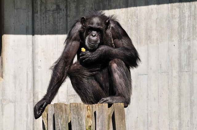 Psicologia degli scimpanzè e evoluzione mentale dell'Homo sapiens
