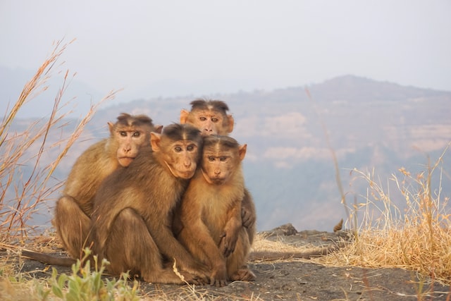 Consenso e potere in una società di scimmie