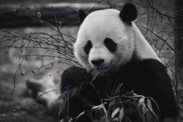 Film porno per i panda cinesi
