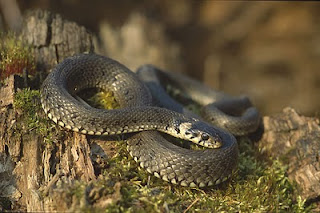 La percezione del serpente fra gli umani