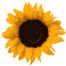 girasole psicolinea.it