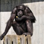 Psicologia degli scimpanzè e evoluzione mentale dell'Homo sapiens